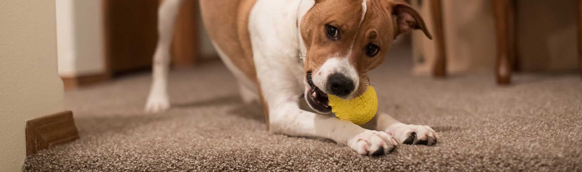 perrito jugando con una pelota sobre piso alfombrado