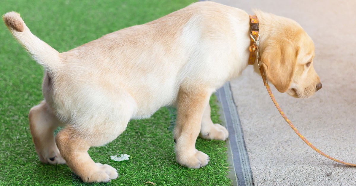 Cómo limpiar los excrementos de tus mascotas en césped artificial?