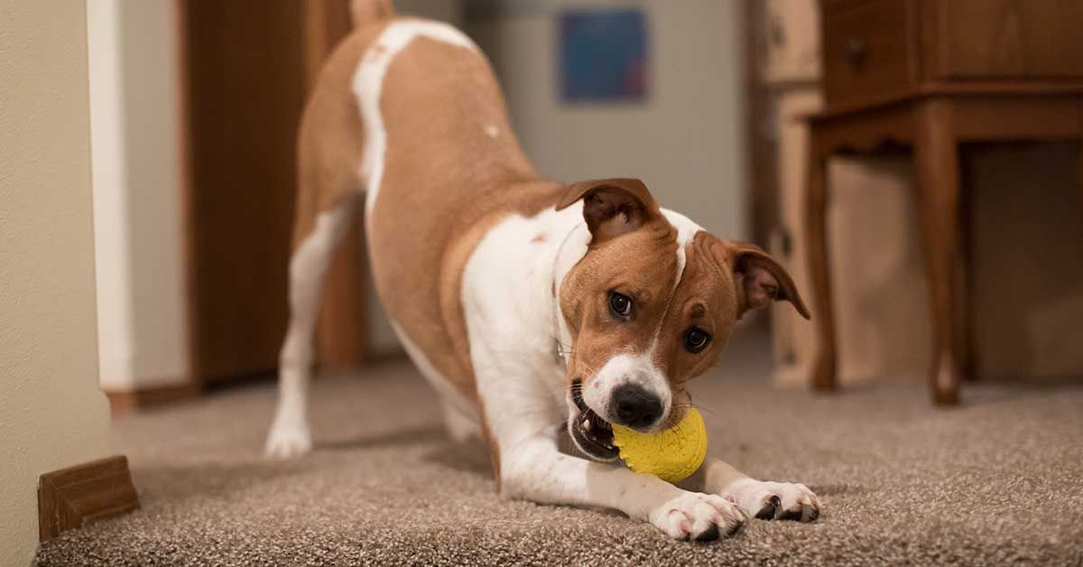 perrito jugando con una pelota sobre piso alfombrado