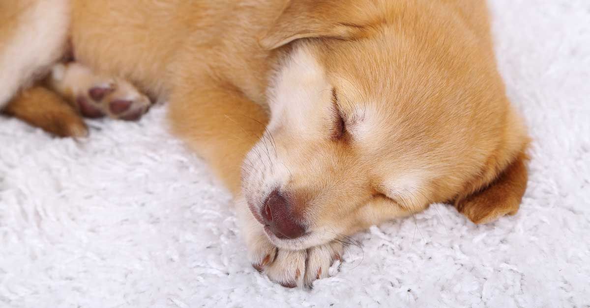 perrito durmiendo sobre una alfombra