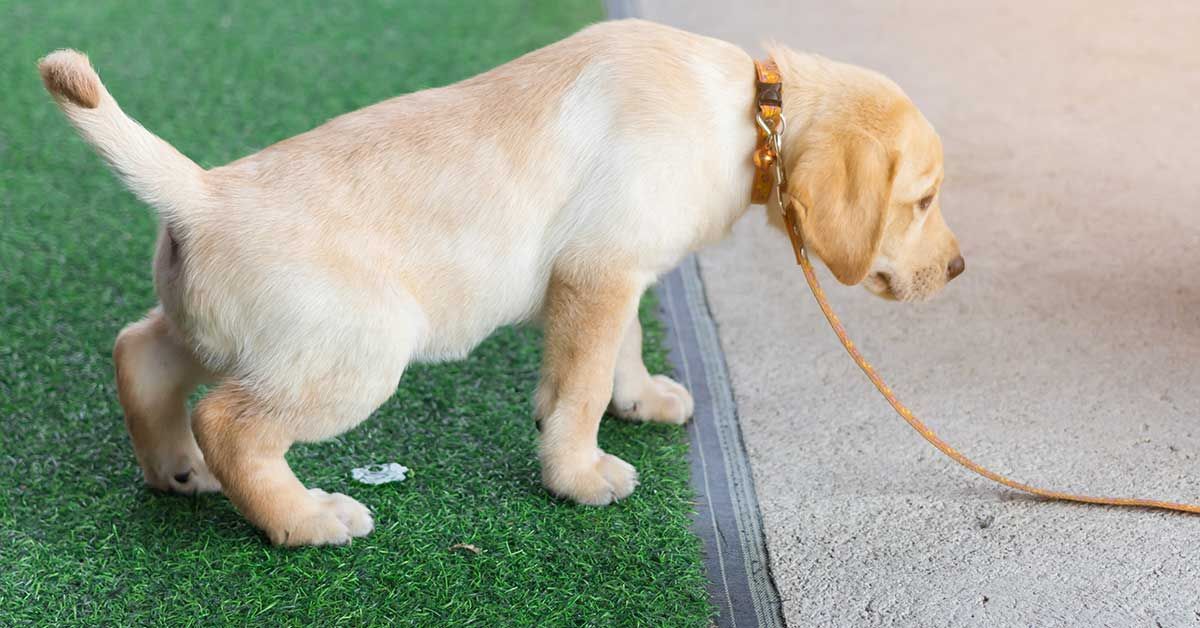 perrito haciendo pipí sobre pasto sintético